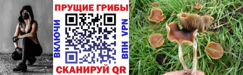 Галлюциногенные грибы Magic Shrooms  где купить наркоту  Куровское 